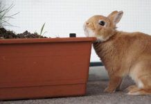 Comportamiento de los Conejos – Qué Es Normal y Qué Debe Preocuparnos? Comportamiento de los Conejos