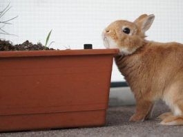 Comportamiento de los Conejos
