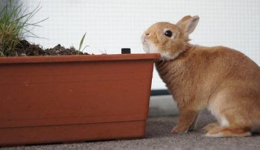 Comportamiento de los Conejos