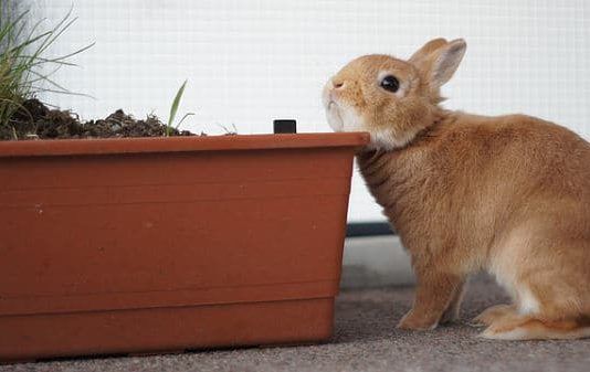 Comportamiento de los Conejos