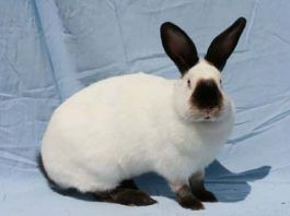 Conejos Californianos