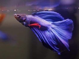 cómo cuidar a un pez