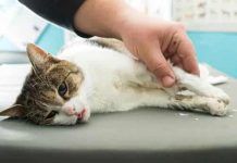 Panleucopenia Felina: Un Peligroso Virus Que Puede Atacar A Tu Gato! ¡Alerta! Panleucopenia Felina
