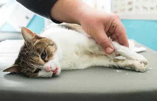Panleucopenia Felina