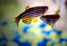 Mejores Peces Para Principiantes. Agua Fría o Climatizada. Qué Peces Escoger peces para principiantes