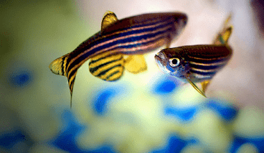 peces para principiantes