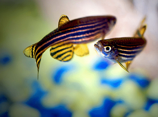 peces para principiantes