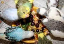 qué frutas y vegetales comen los periquitos