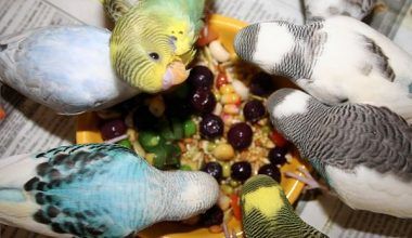 qué frutas y vegetales comen los periquitos