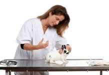 Vacunas De Los Conejos: Contra Qué Se Vacunan Y Cuándo Vacunarlos vacunas de los conejos