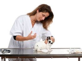 vacunas de los conejos