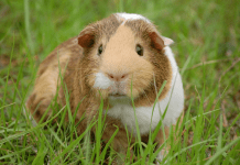 Cobaya Americana – ¡La Raza Más Popular! Conoce Todo Sobre Ellas! cobaya americana