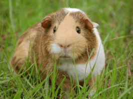 cobaya americana