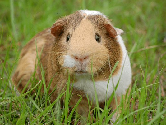 cobaya americana