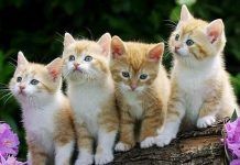 Aprende Cómo Cuidar a Un Gato Según Su Edad, Consejos Útiles Para Tu Minino. cómo cuidar a un gato
