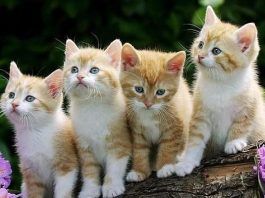 cómo cuidar a un gato
