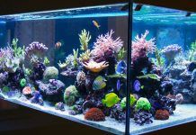 Cómo Instalar Un Acuario En 10 Sencillos Pasos. ¡Anímate! cómo instalar un acuario
