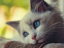 depresión en gatos