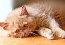 Golpe De Calor En Gatos: Como Podemos Detectar Esta Dolencia En Nuestra Mascota. golpe de calor en gatos