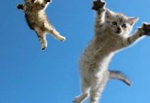 Como Evitar Los Golpes Internos En Gatos. El Síndrome Del Gato Volador. golpes internos en gatos