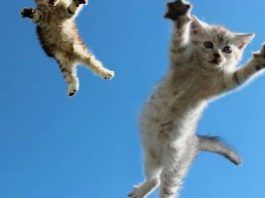 golpes internos en gatos