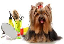 Cómo Hacer Peluquería Canina en Casa: Paso A Paso. hacer peluquería canina en casa