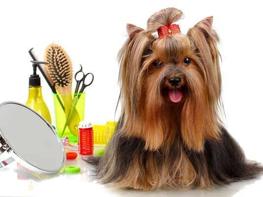 hacer peluquería canina en casa