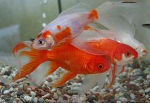 Peces Goldfish: Historia, Tipos Y Cuidados – La Elección Perfecta Para Tu Acuario peces goldfish