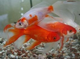 peces goldfish
