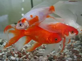 peces goldfish