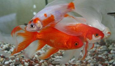 peces goldfish