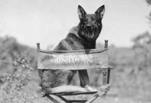 Los 8 Perros Más Famosos De La Historia. ¡Conócelos Uno A Uno! Perros más Famosos de la Historia