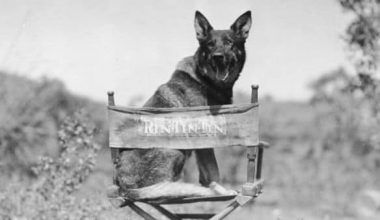 Perros más Famosos de la Historia