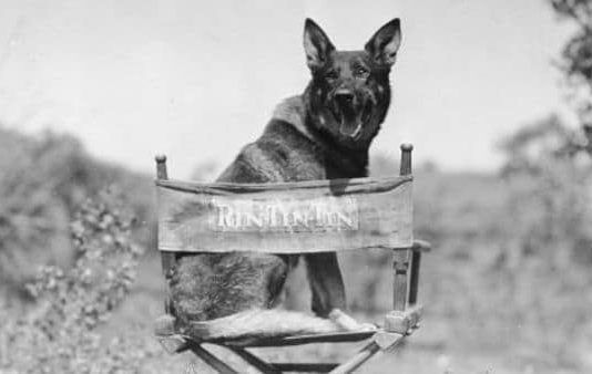 Perros más Famosos de la Historia