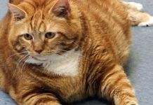 Como Saber Cuál Es El Peso Ideal De Mi Gato – Detecta Si Tu Minino Tiene Sobrepeso peso ideal en gatos