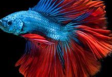 Qué Sabes Del Pez Betta? Historia, Características y Todo Acerca De Su Cuidado Pez Betta