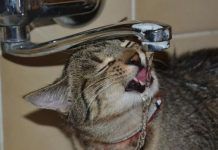 Que Beben Los Gatos? Conoce La Hidratación Que Requiere Tu Mascota. que beben los gatos