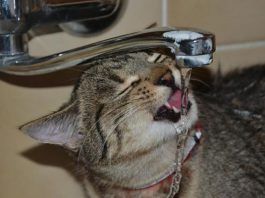 que beben los gatos