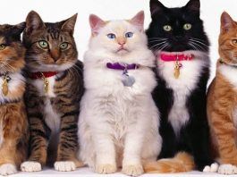 que debo saber de los gatos