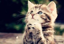 Lo Que Dicen Los Gatos, Descubre El Sistema Comunicativo De Nuestros Amigos Felinos. que dicen los gatos