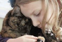 Como Saber Si Mi Gato Esta En El Final De Sus Días – Conoce Los Signos