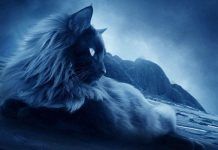 Los Misterios Ocultos Tras Los Gatos – Descubre La Verdad De Tu Mascota los gatos son animales enigmáticos