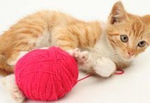 Cuáles Son Los Mejores Nombres Para Tu Gato Nuevo. Te Orientamos  Con Tu Minino que nombres hay para gatos