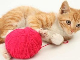 que nombres hay para gatos