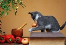 que verduras pueden comer los gatos