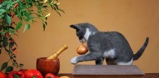 que verduras pueden comer los gatos