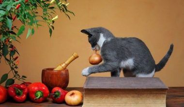que verduras pueden comer los gatos