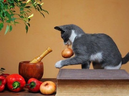 que verduras pueden comer los gatos