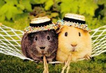 Te Damos 5 Razones Para Tener Una Cobaya Como Mascota ¡Querrás Tener Una Ya! razones para tener una cobaya como mascota