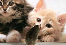 síntomas de la toxoplasmosis en gatos